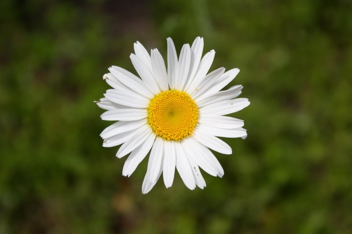 Large