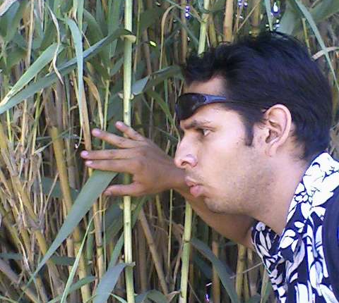 Bitmob_lost_woods