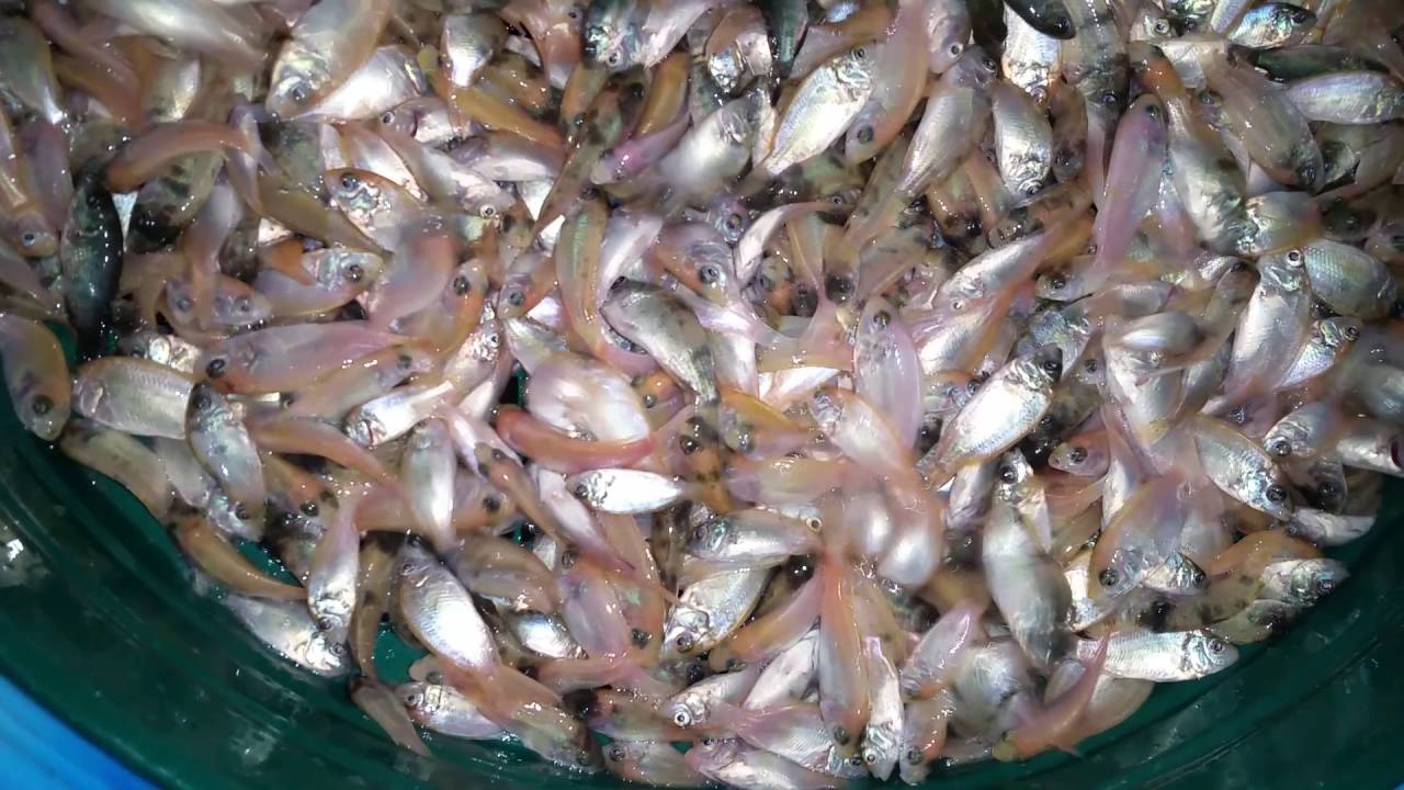 Over 90,000 fish fingerlings stocked in Weerawila Reservoir Adaderana