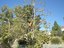 R & S Tree Service
