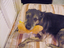 Heidi's Historic Home & Pet Care, L.L.C.