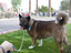 Heidi's Historic Home & Pet Care, L.L.C.