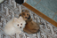 Heidi's Historic Home & Pet Care, L.L.C.