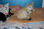 Heidi's Historic Home & Pet Care, L.L.C.