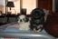 Heidi's Historic Home & Pet Care, L.L.C.