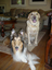Heidi's Historic Home & Pet Care, L.L.C.