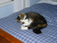 Heidi's Historic Home & Pet Care, L.L.C.