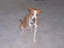 Heidi's Historic Home & Pet Care, L.L.C.