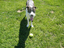 Heidi's Historic Home & Pet Care, L.L.C.
