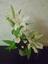 Your Enchanted Florist 
