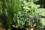 THE SURVIVAL MARKET & ASHEVILLE AQUAPONICS