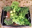 THE SURVIVAL MARKET & ASHEVILLE AQUAPONICS
