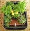THE SURVIVAL MARKET & ASHEVILLE AQUAPONICS
