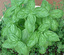 THE SURVIVAL MARKET & ASHEVILLE AQUAPONICS