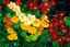 THE SURVIVAL MARKET & ASHEVILLE AQUAPONICS