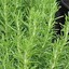 THE SURVIVAL MARKET & ASHEVILLE AQUAPONICS