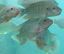 THE SURVIVAL MARKET & ASHEVILLE AQUAPONICS