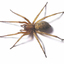 Tough Solutions Pest Control