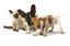 FurTheLoveOfYourPet 