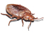 Tough Bug Solutions Beaverton