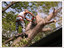 Tree Pros, Inc