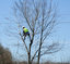 Tree Pros, Inc