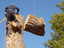 Tree Pros, Inc