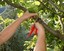 Tree Pros, Inc