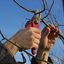 Tree Pros, Inc