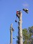 Tree Pros, Inc