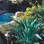 Desert Environments Landscape and Design