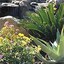Desert Environments Landscape and Design