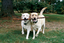 DogWatch® of Greater Cincinnati