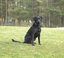 DogWatch® of Greater Cincinnati