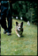 DogWatch® of Greater Cincinnati