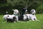 DogWatch® of Greater Cincinnati