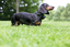 DogWatch® of Greater Cincinnati