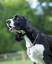 DogWatch® of Greater Cincinnati