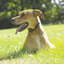 DogWatch® of Greater Cincinnati