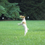 DogWatch® of Greater Cincinnati