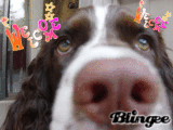 Welcome to Blingee!