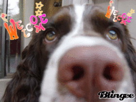 Welcome to Blingee!