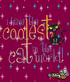 Coolest Cat