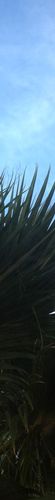 Sky colour: #1a2425
