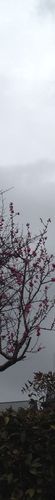 Sky colour: #767279
