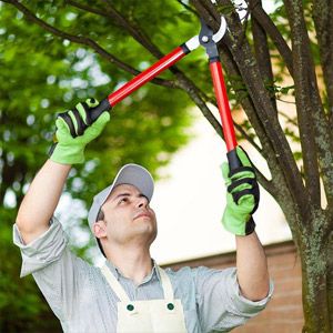 Tree pruning trimming