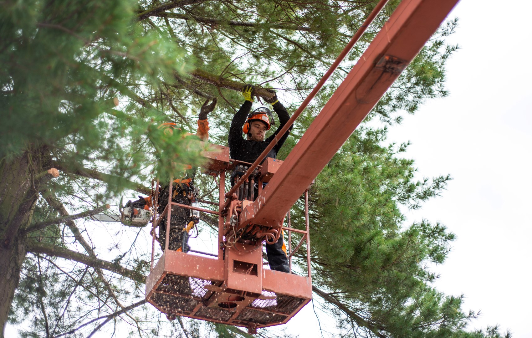 Arborist men with chainsaw and lifting platform cu 2024 10 18 08 48 21 utc (large)
