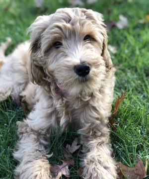 Goldendoodle Puppies Near Me