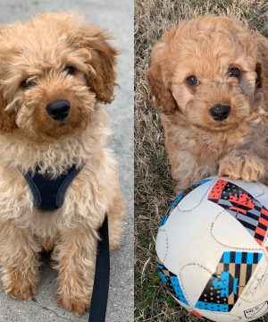 Goldendoodle Puppies