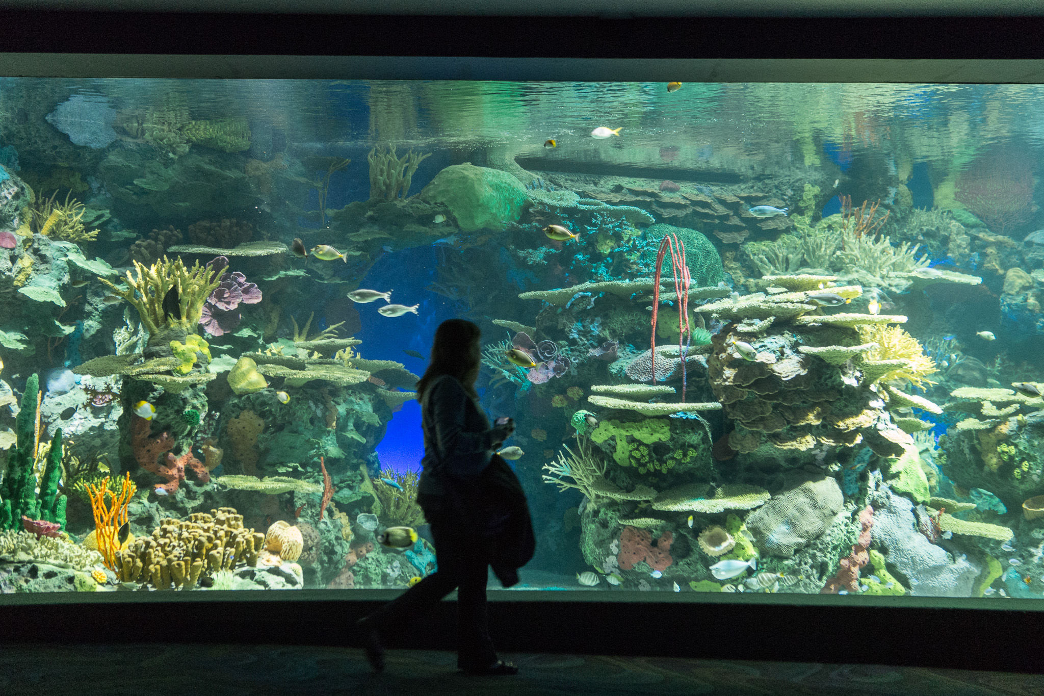Opening of Ripley's Aquarium in Toronto